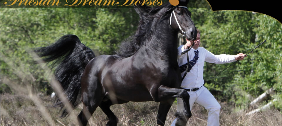 Friesian Dream Horses